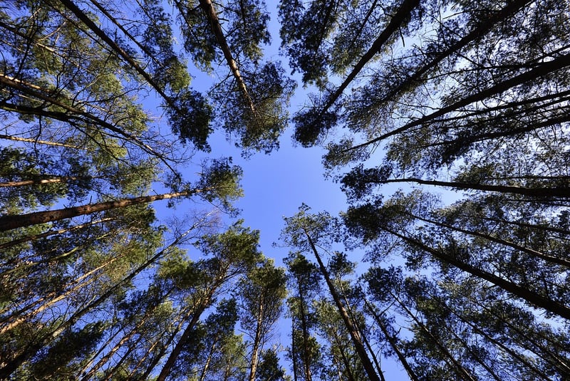 Tree-canopy Dinners