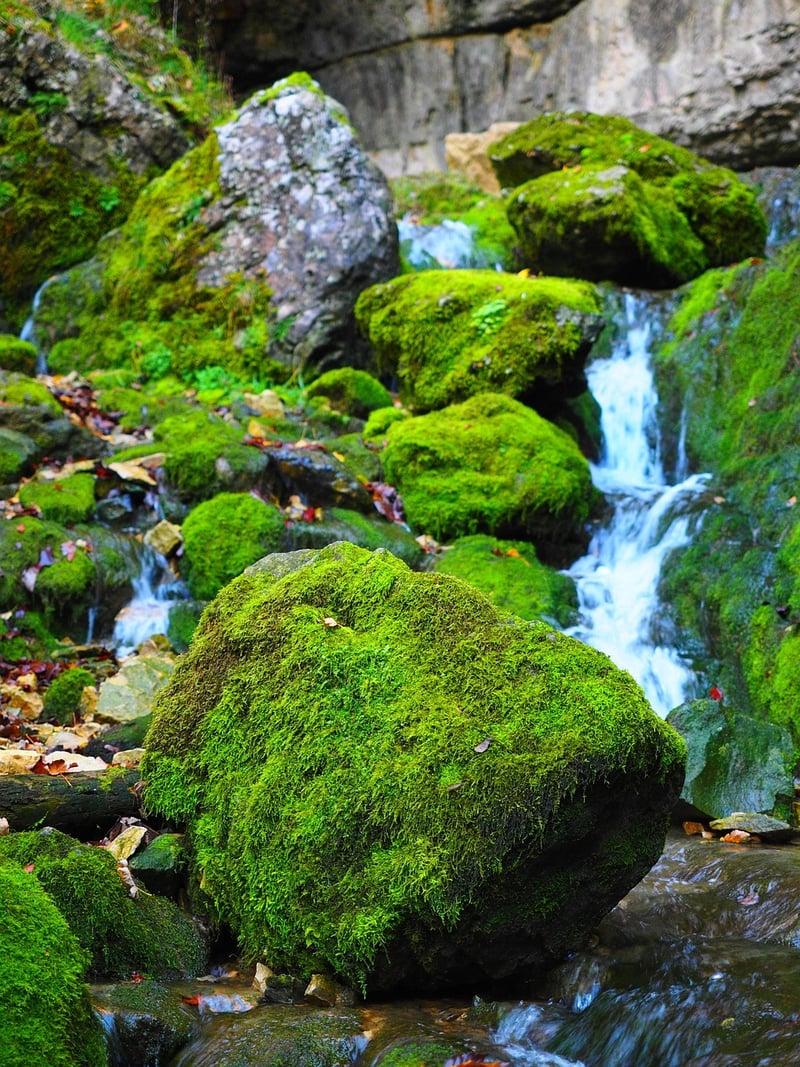 Mossy Terrariums